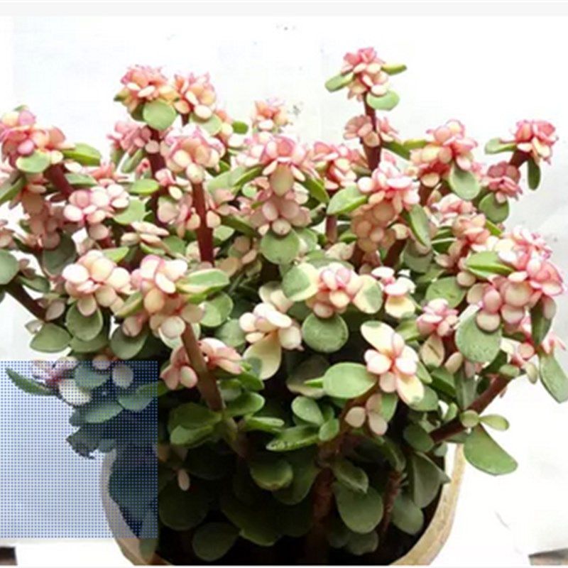 速发多肉植物 老桩 雅室之舞 多肉 盆植花卉乐内绿栽 进化空气包