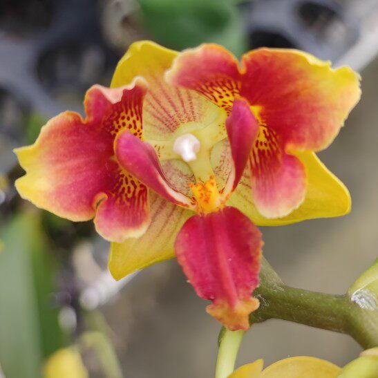 变异 稀有品种 特别花色系t列蝴蝶兰 小翅膀 蝴蝶结 蕾丝 室内盆