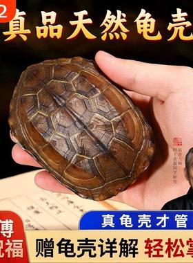 天然真乌龟壳龟甲文玩六爻摇卦工具周易64卦牌铜钱把玩件摆件动物