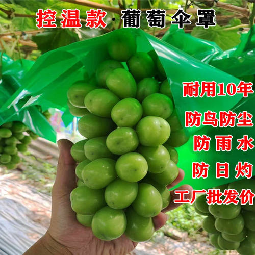 极速葡萄伞罩阳光玫瑰防r雨水伞罩妮娜皇后防日灼伞帽防鸟伞袋克