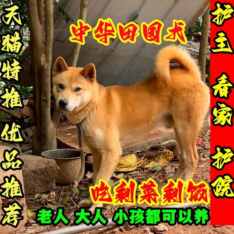 家用活物土狗活体中华田园犬大黄狗幼崽狗崽子狗苗肉狗看家护院犬