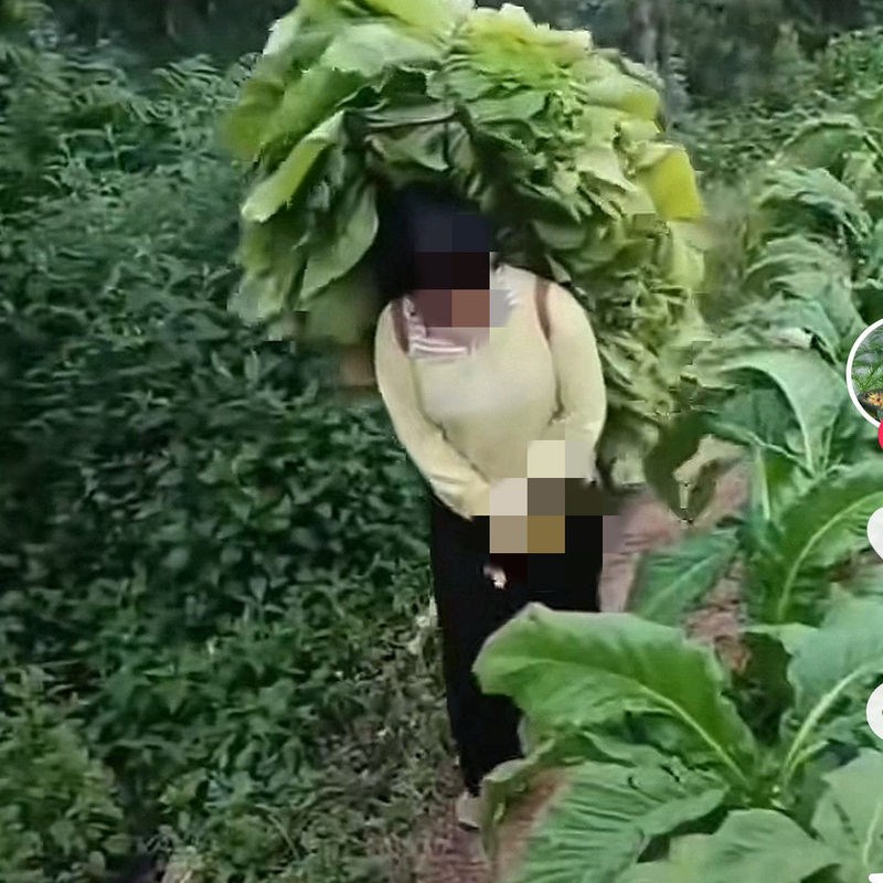 热销云贵川农用人工烤烟r背架轻便万能型双肩背背烟叶背草背柴搬