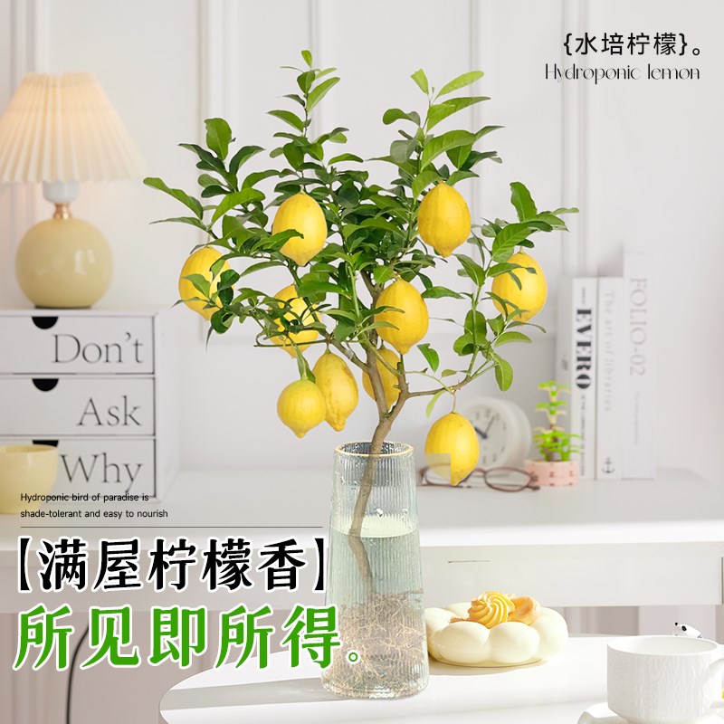 热销水培植物室内好养水培柠檬玻璃瓶无土纯O水培绿植水养水果四