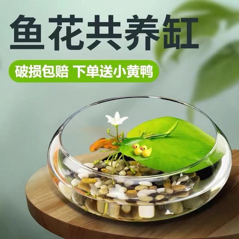 热销水培玻璃花瓶透明大r号水仙盆碗莲盆睡莲花盆乌龟鱼缸水养植