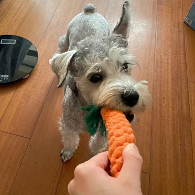 速发1 Bite Resistat Pet Dog Chew ys  a Dogs i