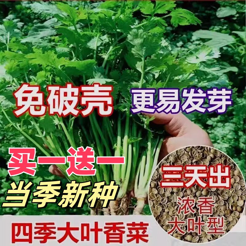 正宗香菜种子四季易种耐热耐抽苔阳台水果蔬菜种子农家四季香菜