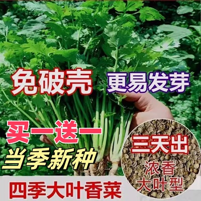 正宗香菜种子四季易种耐热耐抽苔阳台水果蔬菜种子农家四季香菜