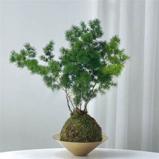 蓬莱松苔藓球绿植室内好养懒人创意水培植物四季常绿盆栽净化空气