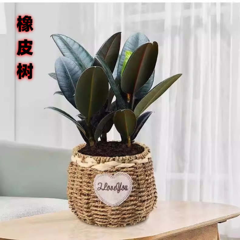 黑金刚橡皮树四季常青吸甲醛桌面