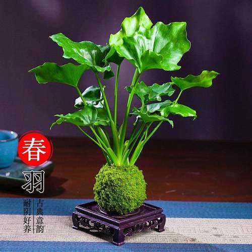 苔藓春羽四季常青净化空气卧室