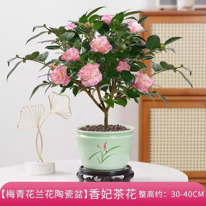香妃山茶花盆栽带花苞五色赤丹花卉植物室内好养四季开花浓香型,鲜花速递/花卉仿真/绿植园艺,时令草本花卉,淘宝优惠券,粉丝福利购,淘宝优惠卷