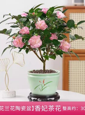 香妃山茶花盆栽带花苞五色赤丹花卉植物室内好养四季开花浓香型