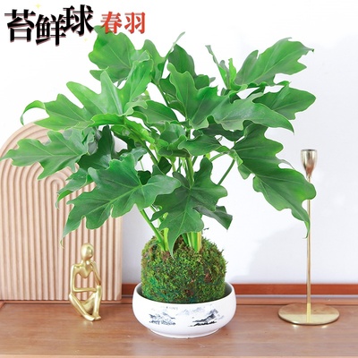 水培春羽室内好养四季常青吸甲醛