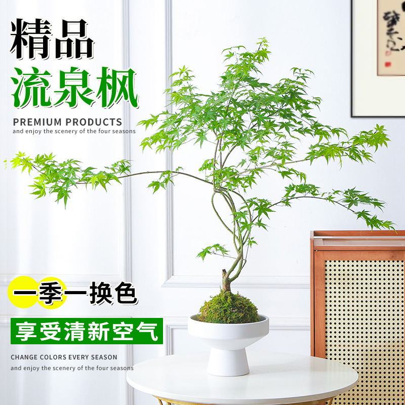 流泉枫苔藓球盆栽绿植禅意茶室