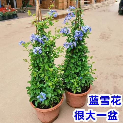 庭院爬藤阳台蓝雪花四季开花