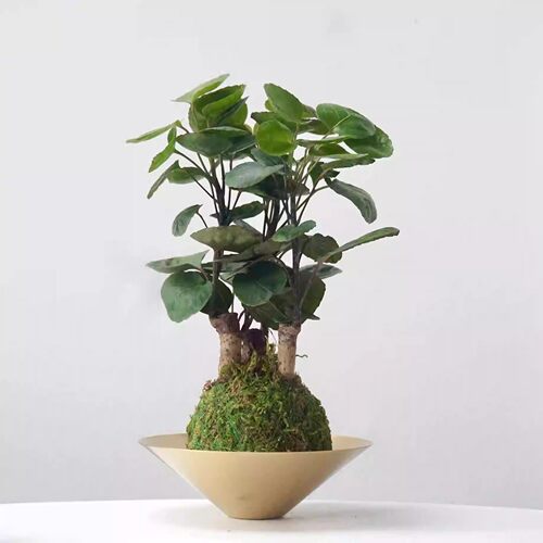 水培植物金钱兜春季净化空气室内