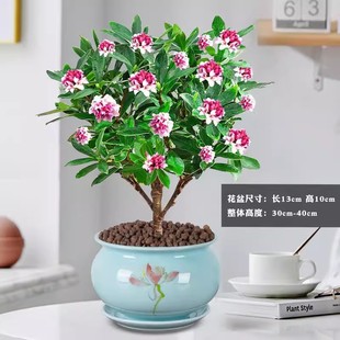 金边瑞香盆栽浓香型室内花卉四季开花好养耐寒易活小绿植客厅盆景