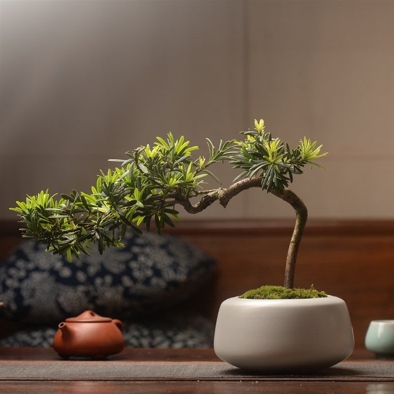 极速赤楠含盆植物盆栽六月雪清香木白蜡酒瓶N兰胡椒木老桩绿植盆