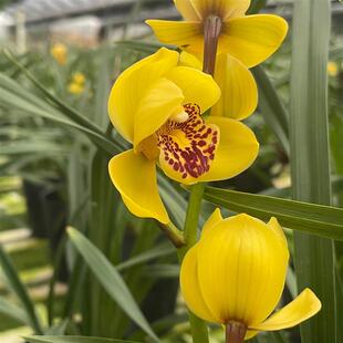 极速四季兰之首 开5月份大荷w瓣好养花建兰 6兰花 花期1-12-趟