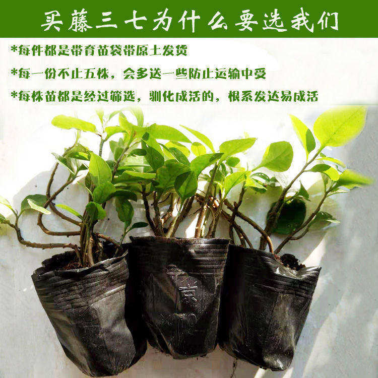 极速三七种植苗藤三七苗盆栽带土爬E藤绿植可食用观赏盆景桌面水