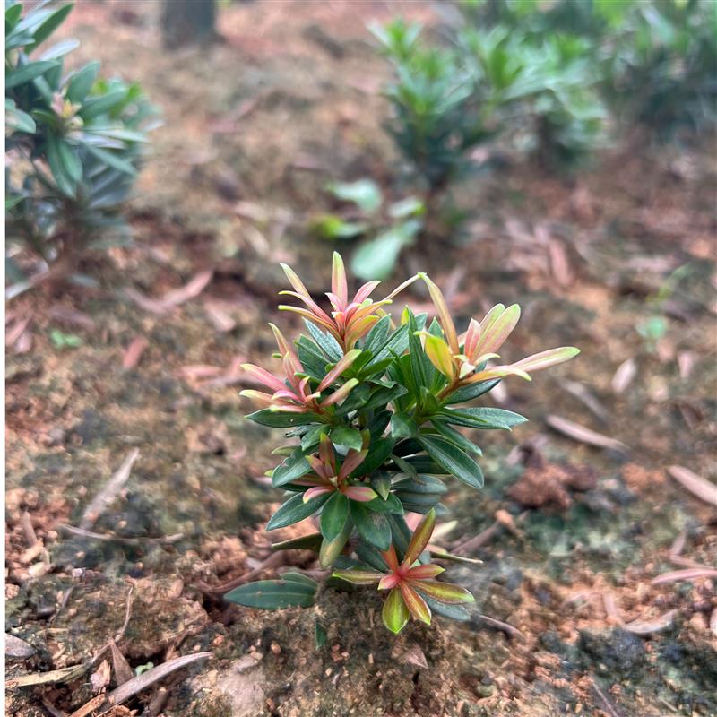 极速红芽 罗h汉松四季 紫金太子妃 红太子妃 基地直发