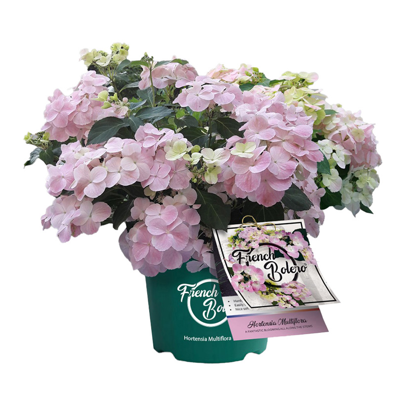 极速粉色白c色落跑新娘绣球花带花苞逃跑新娘阳台庭院花园造型爬