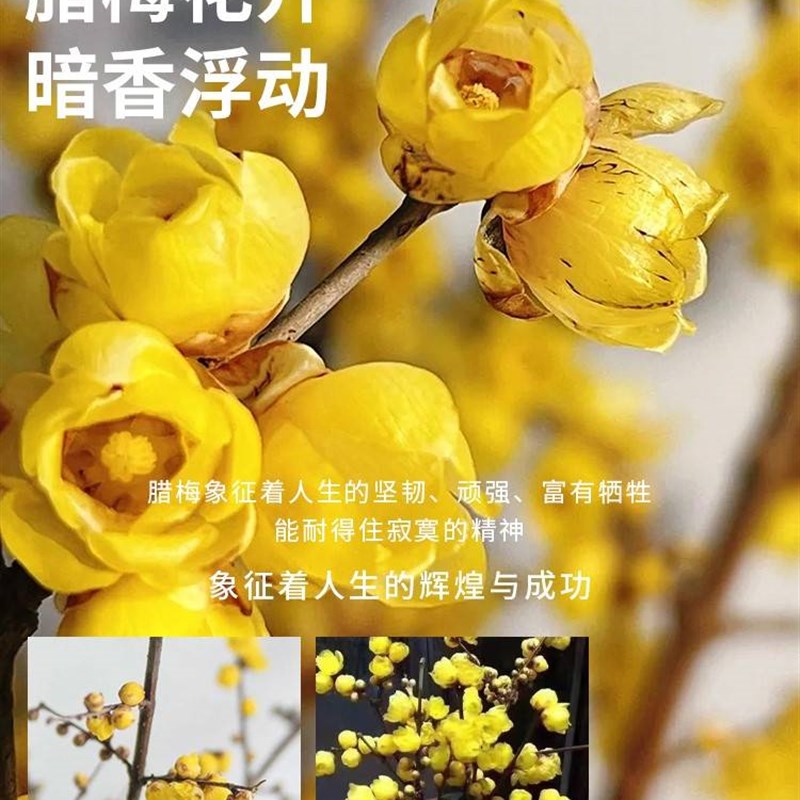 极速年宵花干燥树枝腊p梅花鲜枝水培植物带花苞花卉室内好养鲜切