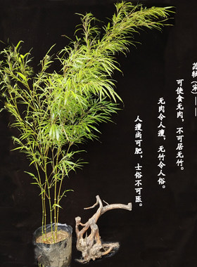 极速筇竹苗算盘竹盆栽q办公阳庭院绿化艺术盆景观赏名贵竹种室台