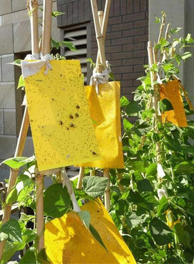 极速双面粘虫板诱虫果园专用黄色蓟马大J棚蓝板家用小黑飞虫防虫