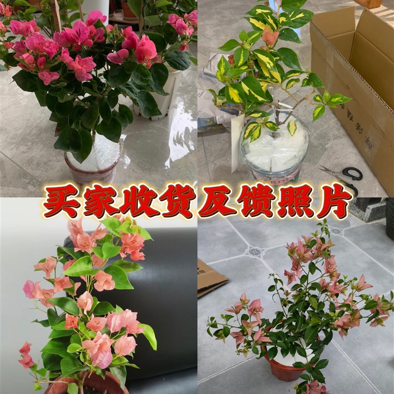 极速稀有品种三角梅原生大苗x卡亚塔苏瓦娜不甜西瓜四季勤开花爬