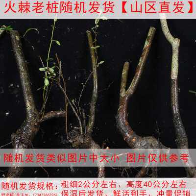 极速厂家火棘树桩盆景老桩u素材生桩阳台庭院观果植物红果火棘火