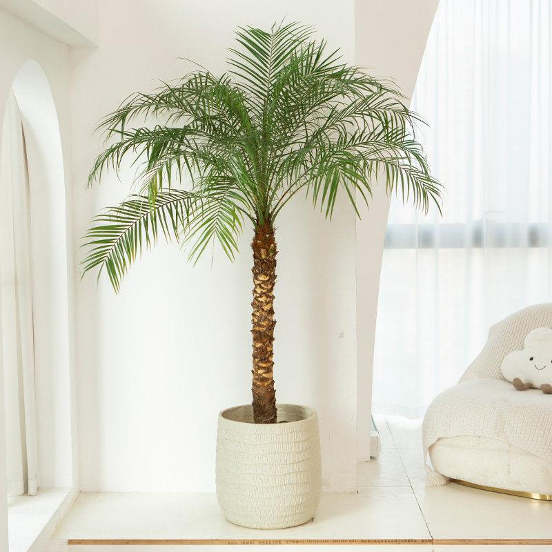 极速针葵盆栽h针叶棕榈大型热带植物椰子树室内客厅阳台室外网红