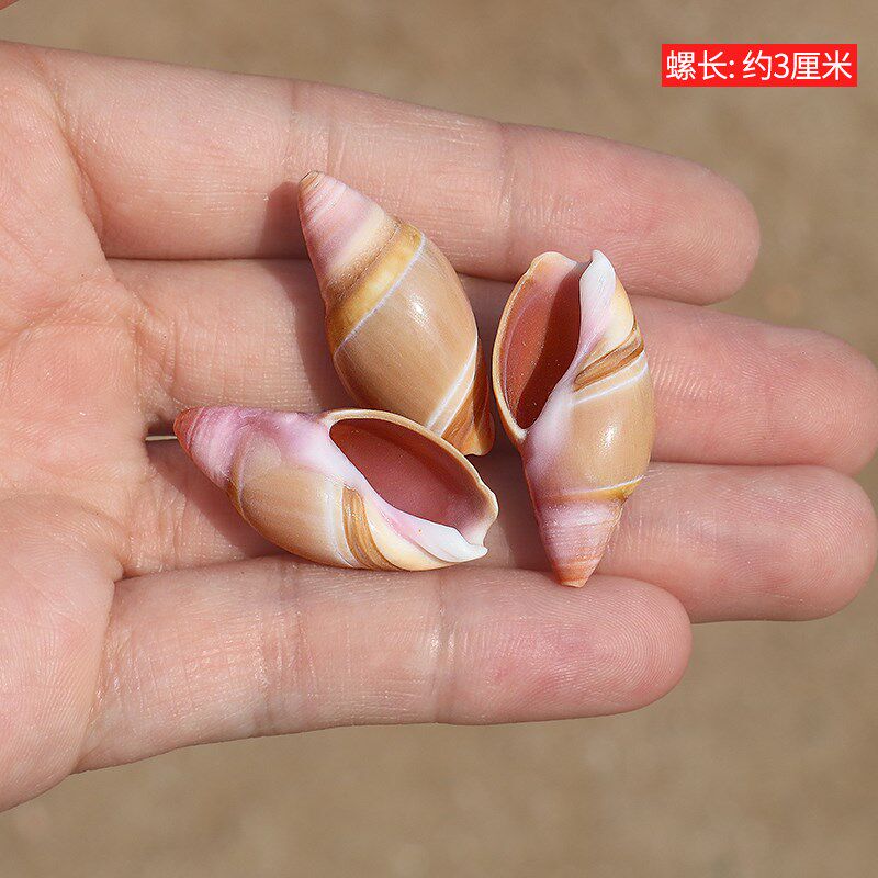 极速粉色子弹螺天然海螺贝壳v鱼缸造景装饰家居橱窗摆件收藏乳头