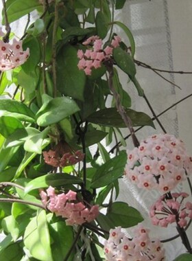 极速球兰b吊兰长叶球兰净化空气除甲醛花卉常绿植物藤蔓盆栽四季