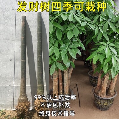 极速发财树盆栽室内盆景客厅大型植物步步高辫P子单杆树桩大棵四