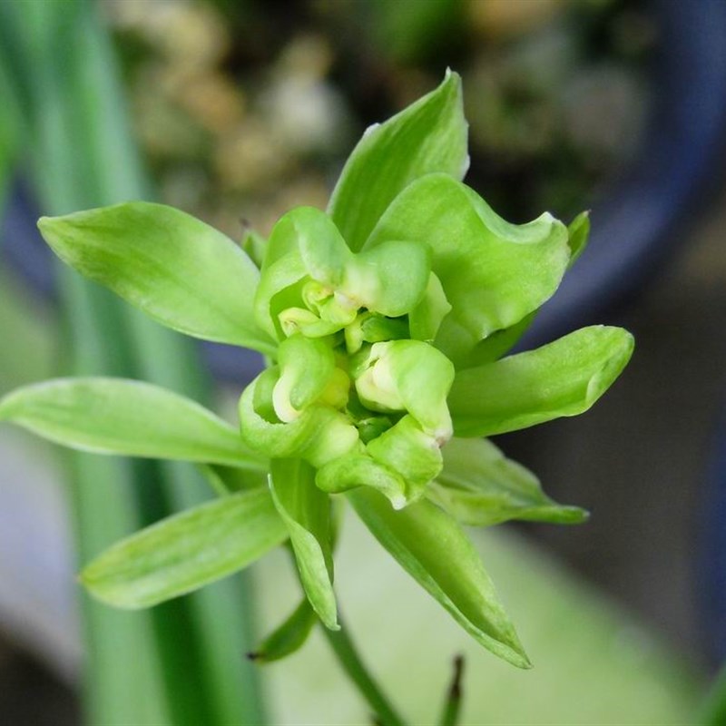 极速新品样品兰花苗p四季中vv矮种素心紫兰奇花建兰:天山牡丹