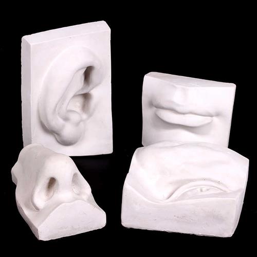 极速单个 五官耳鼻嘴眼石膏像素描H静物模型教具雕塑实面切面