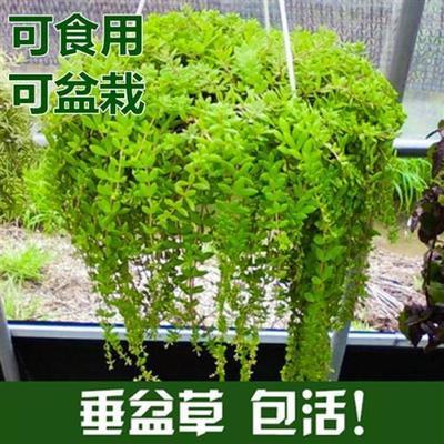 极速垂盆草盆栽花苗可食用吊兰盆栽花卉绿M植四季常青耐寒植物垂