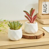 极速北欧仿真绿植小型p治愈系办公室工位小摆件桌面装 饰仿生多肉