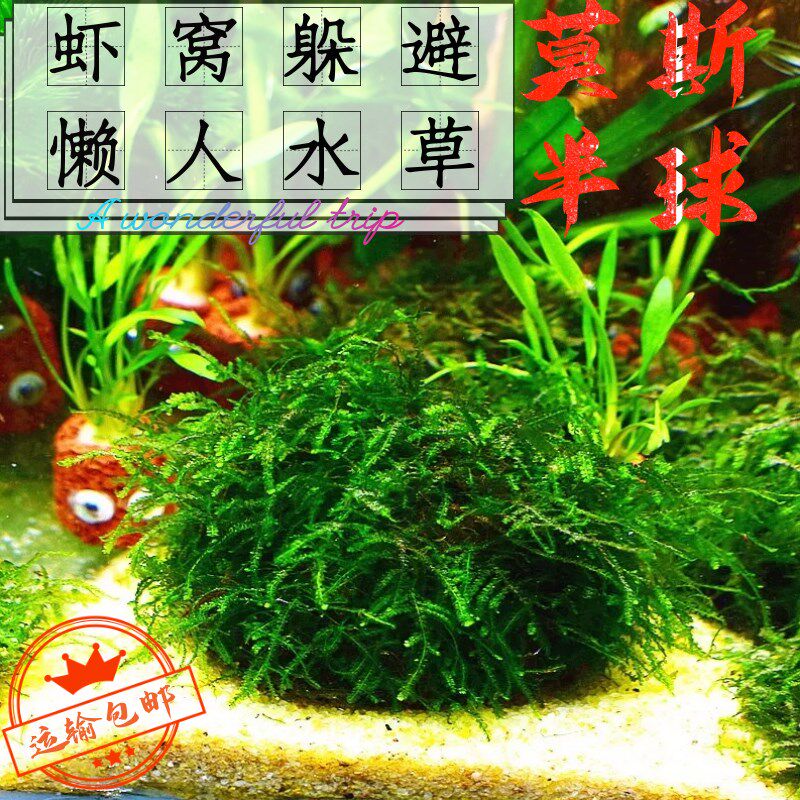 活体水草莫斯f半球虾窝躲避屋阴性草莫斯树新手草不用二氧化碳好