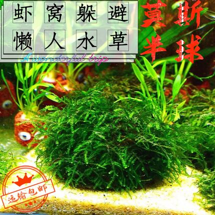 活体水草莫斯f半球虾窝躲避屋阴性草莫斯树新手草不用二氧化碳好