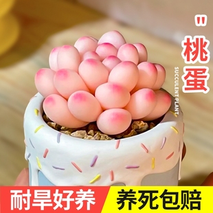 速发桃蛋多客植物高端有盆栽带陶瓷花盆稀小精品办公室内肉厅桌面