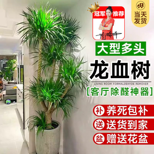 速发龙血树客厅绿植多头龙须树龙铁树客厅绿植室型大盆龙血树植物