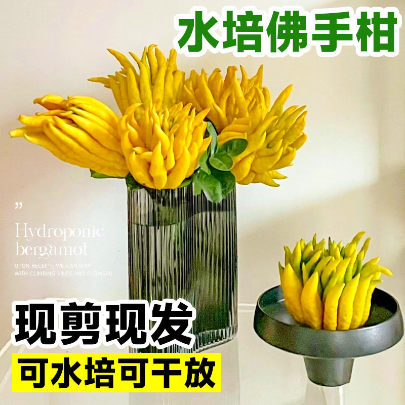 新品水养带枝带果佛手柑s室内水培植物新鲜佛手瓜绿植盆栽插花观