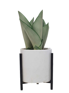 极速室内盆栽白玉虎皮兰桌面植物INSG风创意盆栽吸辐射植物办公桌