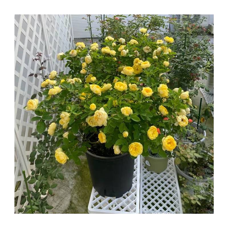 极速旭月大型灌木丛力季四u季多头勤花爆庭香别墅浓院花园植物四