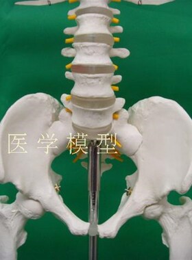 极速170CM人体k骨骼模型180CM标准医艺用大骨骼模型 纯白色骨架模