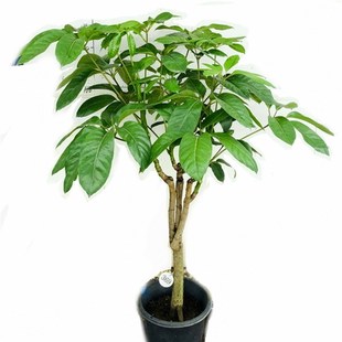 极速12.3米昆士兰大叶伞一物一拍网红L室内外大型绿植盆栽净化