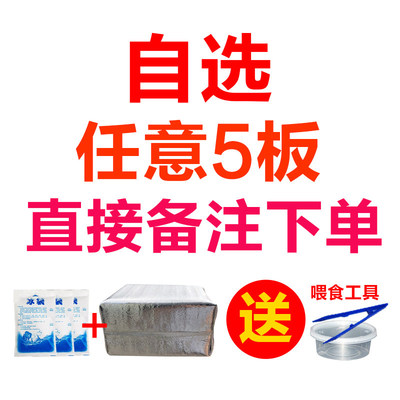 速发水跳蚤鱼食水骚虱子水蚯蚓冷冰冻红虫观赏鱼虫干小型热带鱼宝