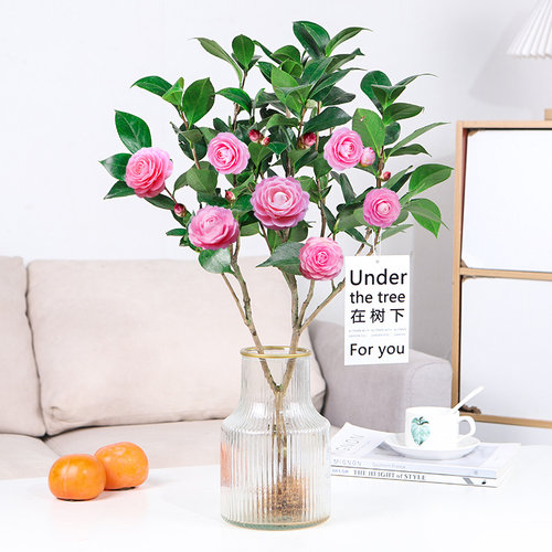 速发水养植物香妃培盆栽带根大花四季室内好山带花苞五色赤丹